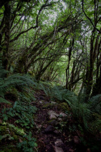 Path