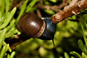 Black Snail