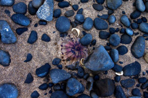 Jelly II