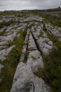 Burren Vegetation