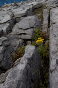 Flowering Burren