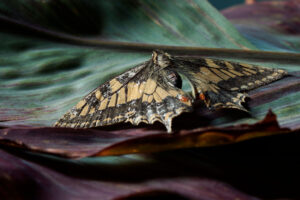 Eastern Tiger Swallowtail Butterfly