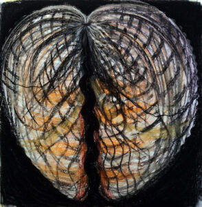 Cockle_d