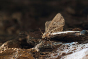 Dead Moth