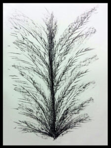 Fern-Nerve