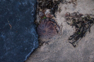 Jelly I