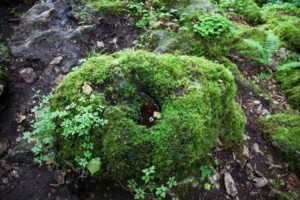 Rock Pool