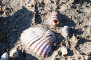 Sea Snails